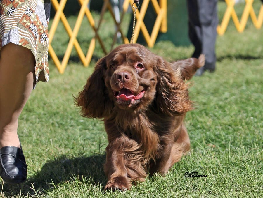 Sussex fashion cocker spaniel