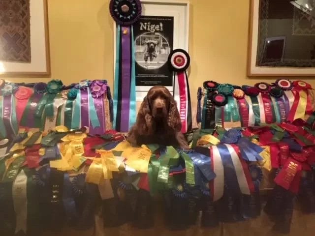 Nigel Alility Winner with Ribbons