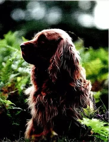 Country Life Magazine Feature