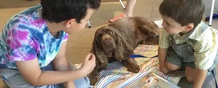Therapy Dog
